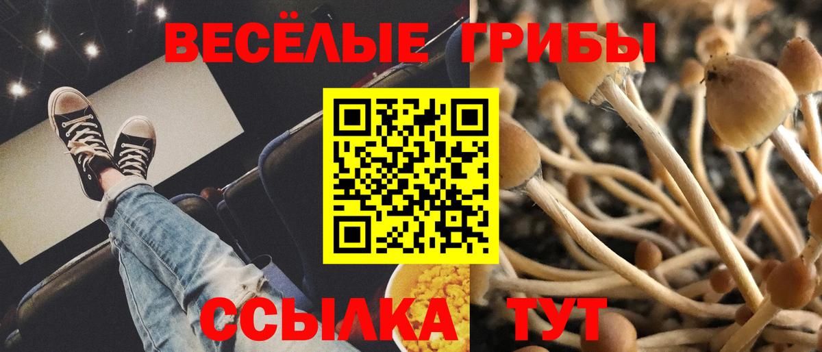 Псилоцибиновые грибы Psilocybine cubensis Сарапул